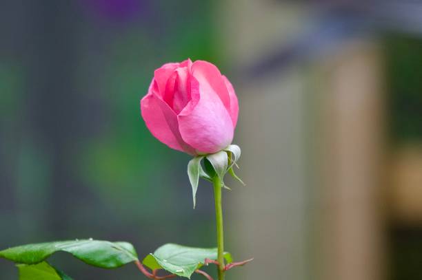 istock Pink rose single flower head on a green stem 2158250926