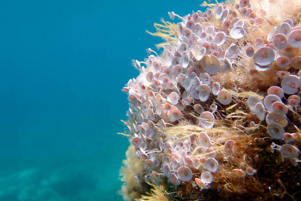 istock Acetabularia mediterranea - The Mediterranean sea algae 2158252333