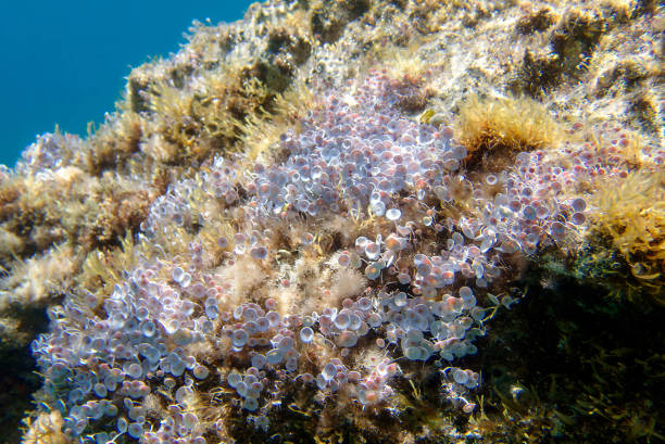 istock Acetabularia mediterranea - The Mediterranean sea algae 2158252337