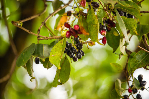 istock Organic jambolan fruits on tree 2158252444