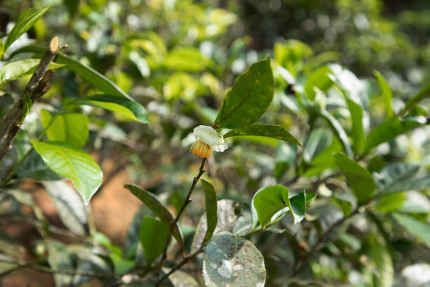 high mountain tea plantation in Sri Lanka. mature green leaves on bushes, ready for harvesting close up. These types of tea especially valued and taste great. small white flower on tea bush