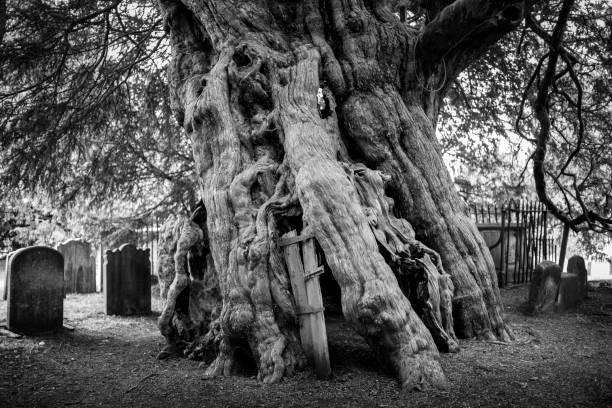 The vast trunk of a 4000 year old Yew Tree, St Georges Church, Crowhurst, Surrey, with gravestones either side of the tree.