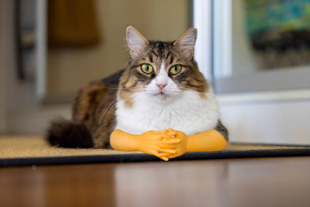 Beautiful Norwegian forest cat. Close-up. Toy Tiny Hands