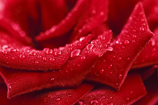 A vibrant red rose is prominent, with its petals delicately covered in morning dew. The soft focus greenery provides a serene background, highlighting the roses natural beauty and the freshness of its environment.
