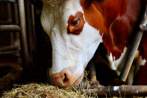 istock Cows on the dutch farm. 2158256495