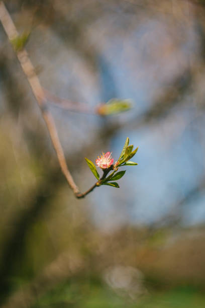 Peach Blossoms in Bloom Against a Blue Background