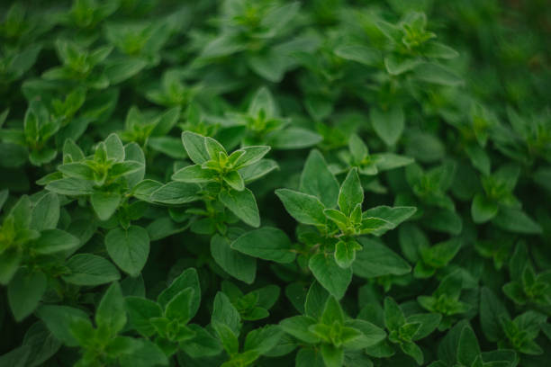 Fresh Oregano Herb Ready to Harvest