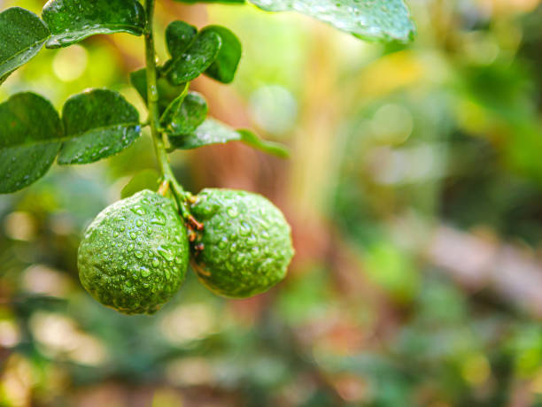 istock Fresh bergamot fruit  and rain drop on bergamot tree in morning 2158257497