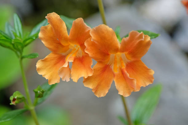 Orange Mimulus Pumpkin or Pumpkin Monkey Flower in bloom.