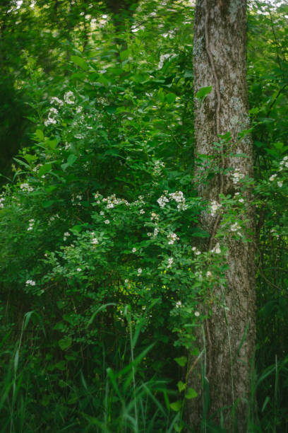 istock Wild Roses Growing in the Woods 2158257942