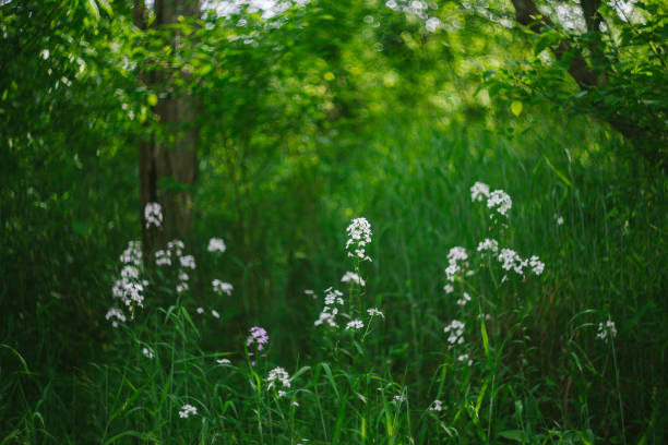 Wild Roses Growing in the Woods