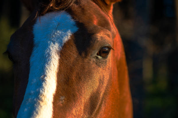 istock Soulful Connection: Beautiful Horse Eyes Meet the Camera 2158258389