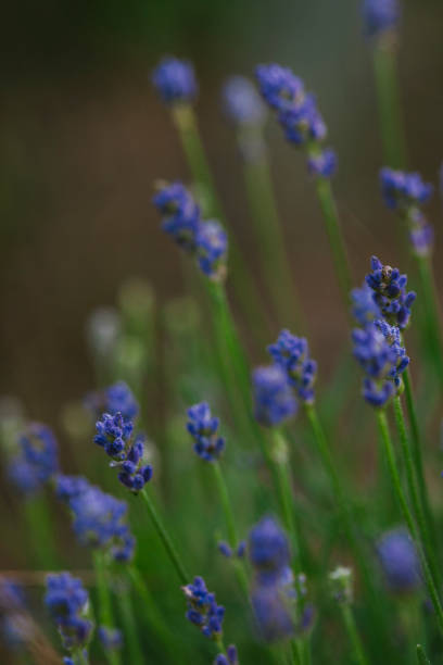 istock Close Up of Blooming Lavender Buds 2158258856
