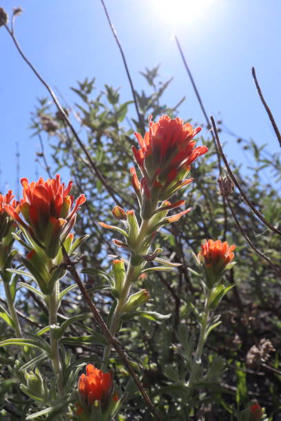 istock California Wildflowers 2158259850
