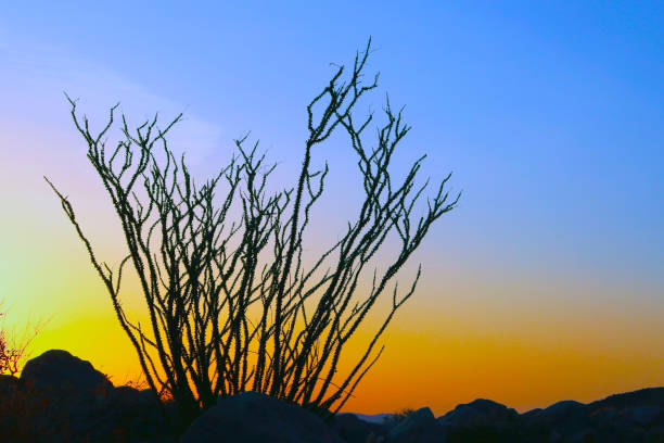 Anza Borrego