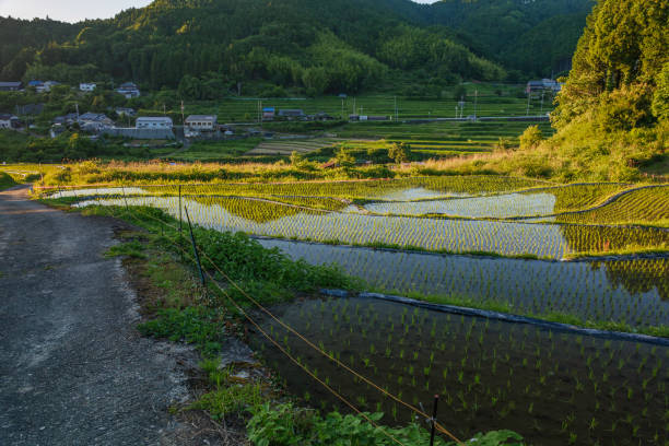 istock Terraced rice fields in japan at sunset 2158260566