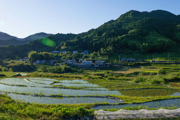 istock Terraced rice fields in japan at sunset 2158260685