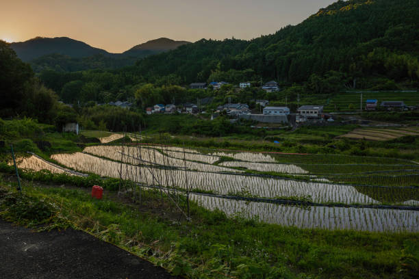 istock Terraced rice fields in japan at sunset 2158260698