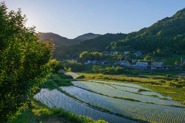 istock Terraced rice fields in japan at sunset 2158260777