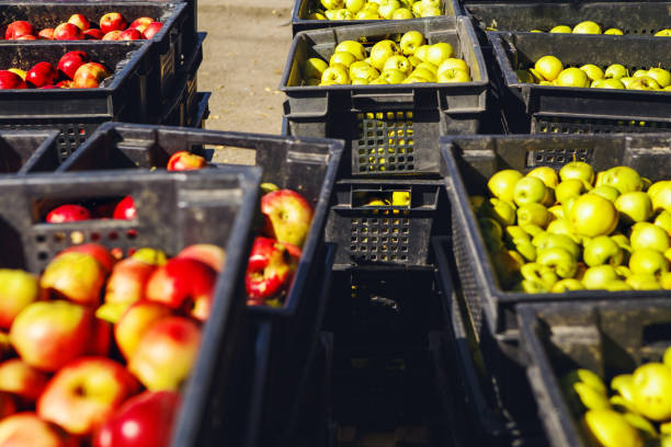 istock Harvested Sunlit Apples in Baskets Awaiting Cider Production on Sunny Day 2158261175