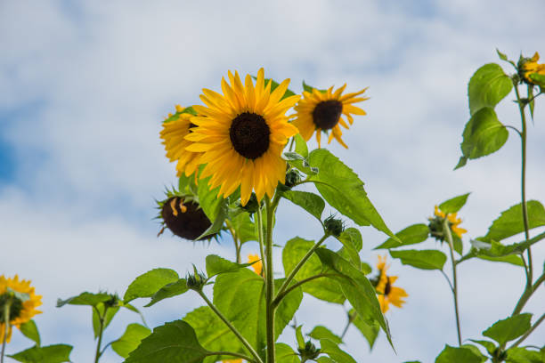 Sunflowers. Sky. The sun. Color yellow and blue.