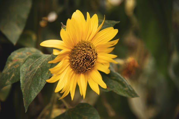 sunflower and leaves in the field