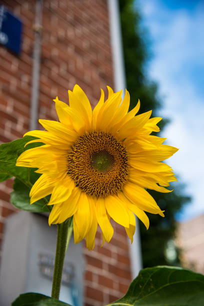 istock blooming sunflower on the background of a wall 2158261765