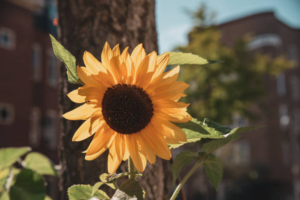 istock yellow sunflower against the sky 2158261815