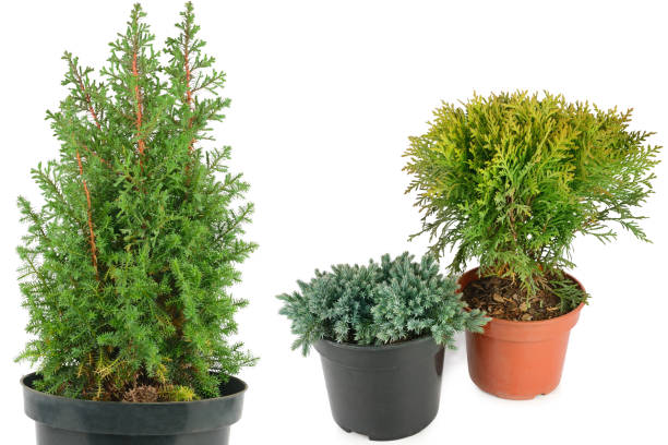 istock thuja and juniper in flower pots isolated on white background 2158263238