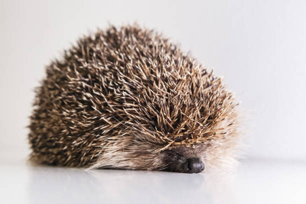 Forest hedgehog on white background. Wild hedgehog lies on white board face forward. Spiny hedgehog, predatory night animal after hibernation