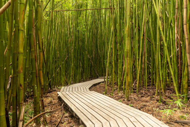 A curving board walk passes through the green bamboo walls in the Kīpahulu District of Haleakalā National Park in Hawaii