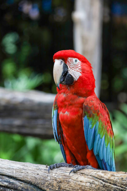 istock Close up head the red macaw parrot bird in garden 2158266140