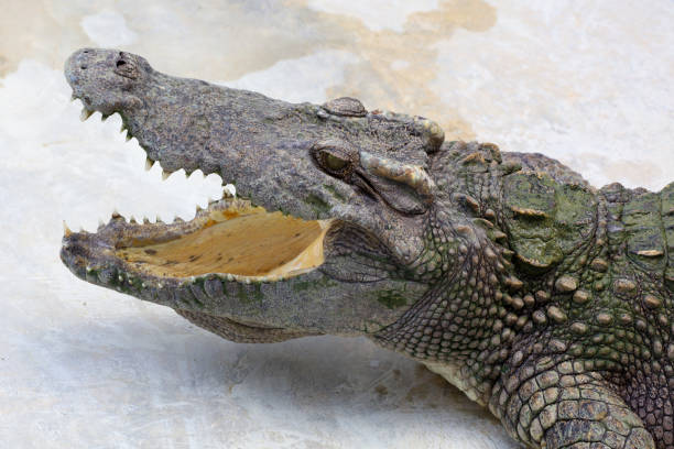 istock Close up crocodile is action show head in garden 2158266390