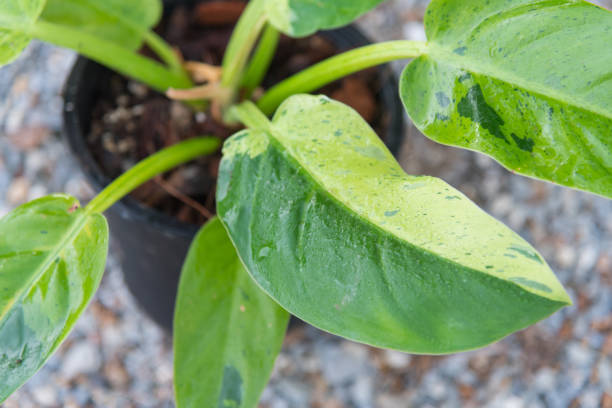 istock Closeup to Philodendron Ruaysap Marble Variegated 2158266402
