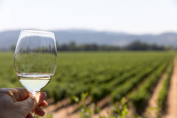 istock A glass of wine in a vineyard 2158266836