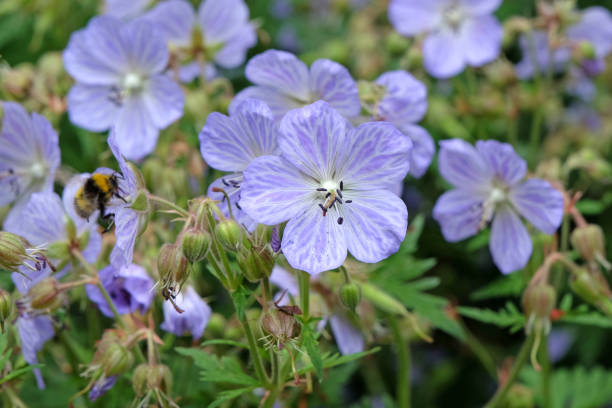 istock Pale blue hardy geranium cranesbill Mrs Kendall Clark in flower. 2158266873