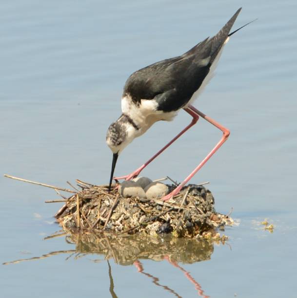 Camargue, Dicosa and Teich reserves