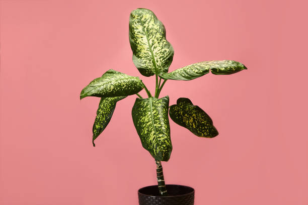 istock Dieffenbachia Plant on Soft Pink Isolated 2158268245