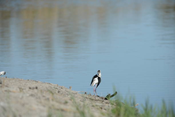 Camargue, Dicosa and Teich reserves