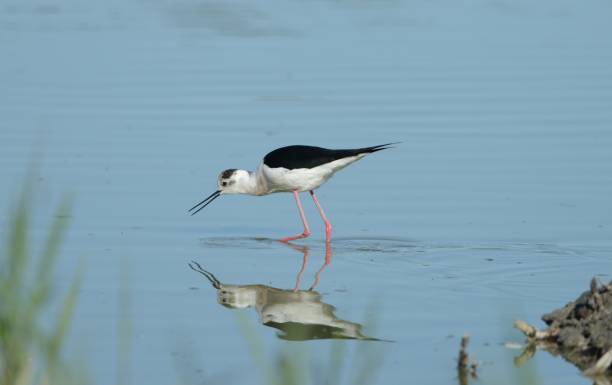 istock Birds of France 2158268308