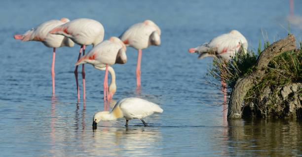 istock Birds of France 2158268530