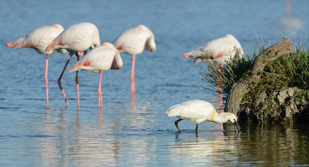 istock Birds of France 2158268546