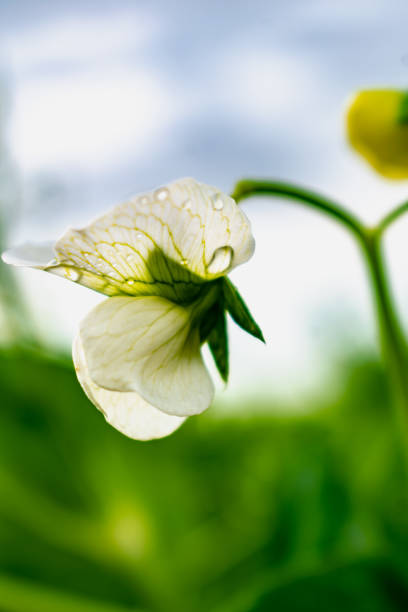 Peas in flower in spring, pisum sativum