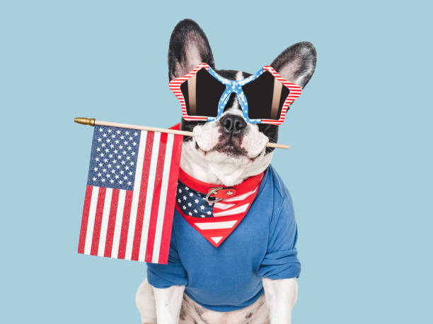 Cute puppy and American Flag. Studio shot