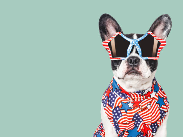 istock Cute puppy, sunglasses and American Flag. Studio shot 2158270920