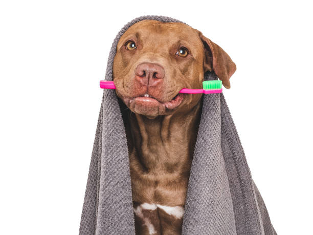 istock Cute brown dog, towel and toothbrush. Studio shot 2158271274