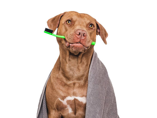 istock Cute brown dog, towel and toothbrush. Studio shot 2158271301