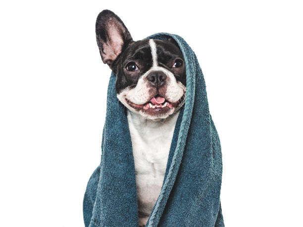 istock Cute puppy and blue towel. Studio shot 2158271342