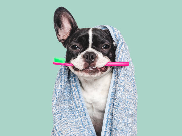 istock Cute puppy, towel and toothbrush. Studio shot 2158271362