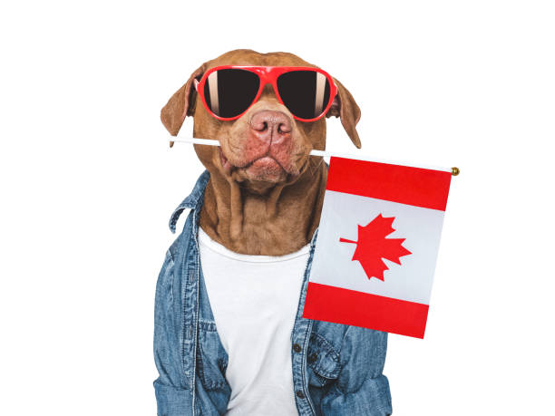 istock Cute dog, sunglasses and Canadian Flag. Studio shot 2158271410